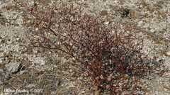 Oligogonum