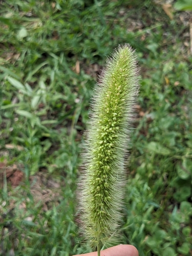 Setaria viridis iNat (3)