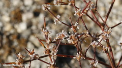 Oligogonum