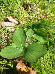 Fragaria vesca americana