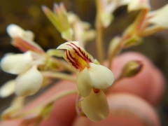 Pelargonium luteolum