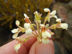 Pelargonium luteolum