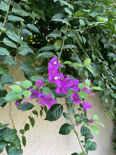 Bougainvillea glabra