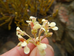 Pelargonium luteolum