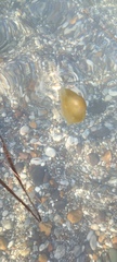 Image of Cotylorhiza tuberculata