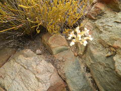 Pelargonium luteolum