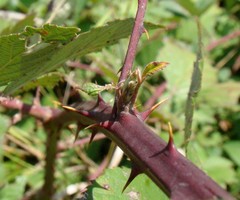 Rubus candicans
