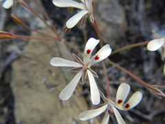 Pelargonium nervifolium