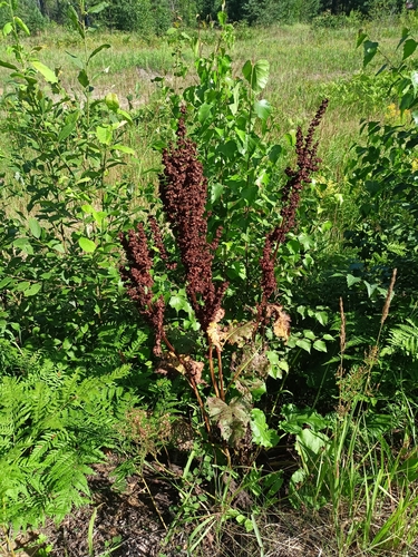 Tankiažiedė rūgštynė nuotrauka