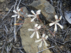 Pelargonium nervifolium