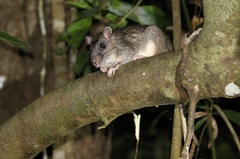 Uromys caudimaculatus