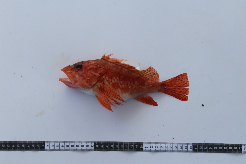 Red Scorpionfish