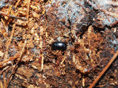 Uloma tenebrionoides