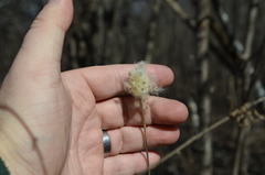 Anemone cylindrica