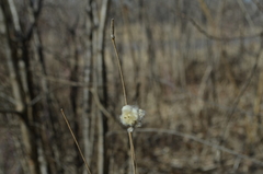 Anemone cylindrica