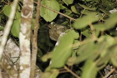 Pseudochirops archeri