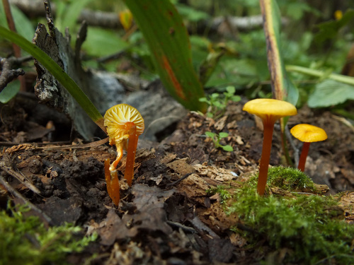 Hygrocybe insipida image