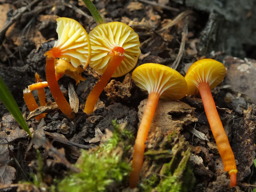Hygrocybe insipida image