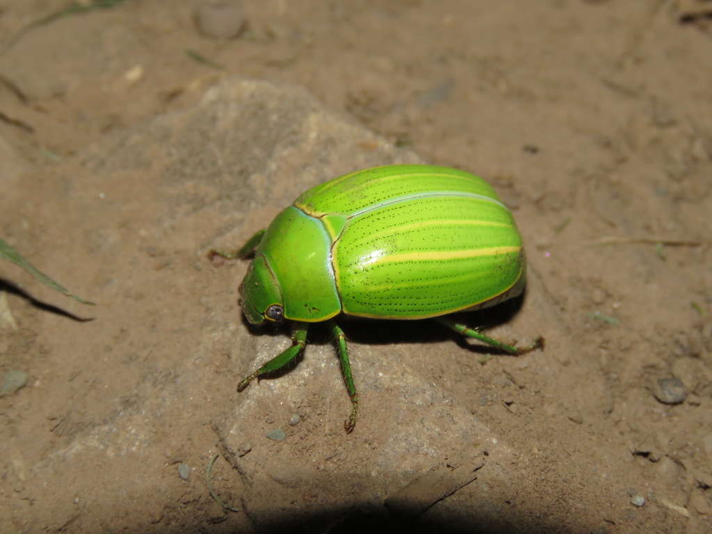 Platycoelia inflata
