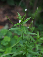 Epilobium tetragonum