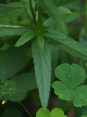 Epilobium tetragonum