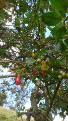 Iochroma fuchsioides