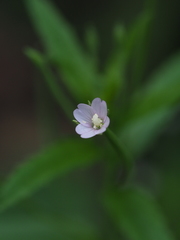 Epilobium tetragonum