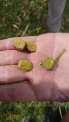 Iochroma fuchsioides