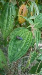 Sphictyrtus claudicans