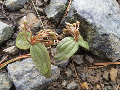 Claytonia obovata