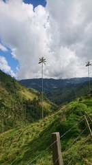 Ceroxylon quindiuense