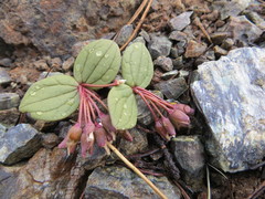 Claytonia obovata