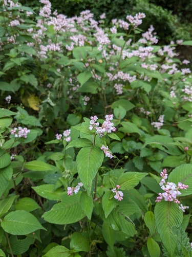 Image of Koenigia campanulata by no rights reserved