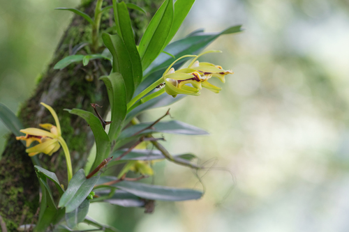 Vanda cristata