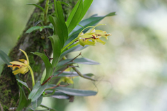 Vanda cristata