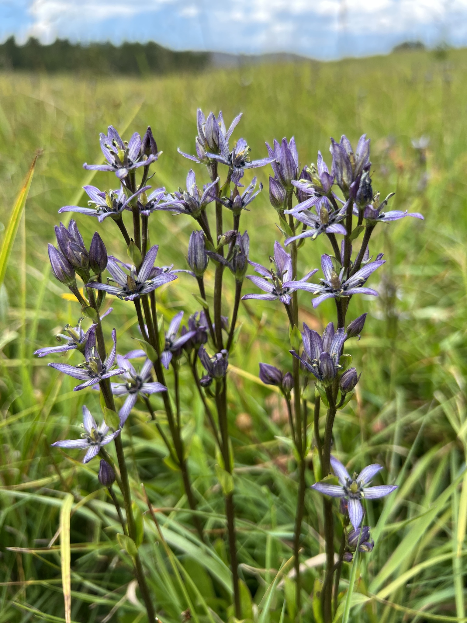 Swertia perennis