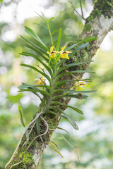 Vanda cristata, photograph (c) Morten Ross, some rights reserved (CC BY)