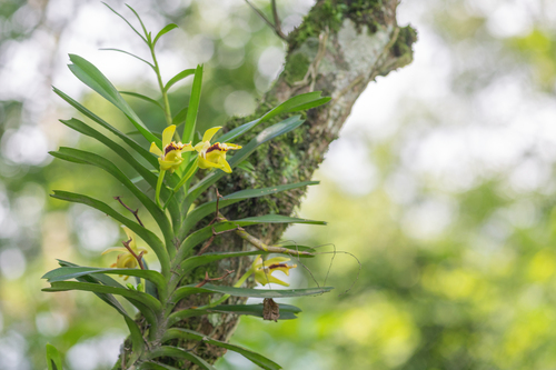 Vanda cristata, photograph 2