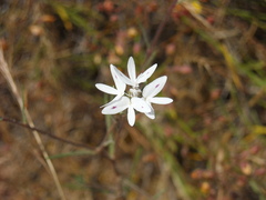 Osmadenia tenella