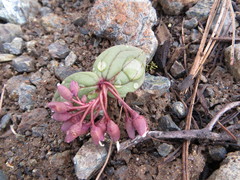 Claytonia obovata