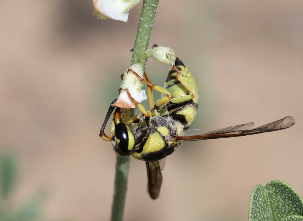 Euodynerus semisaecularis