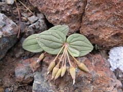 Claytonia obovata