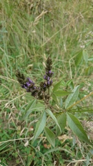 Otholobium mexicanum