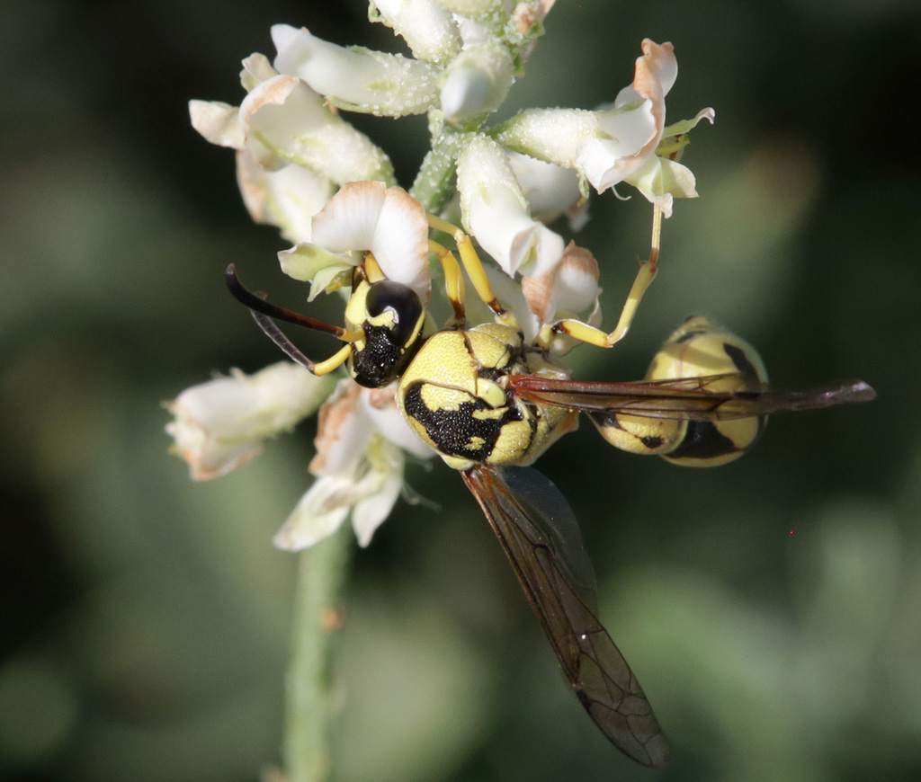 Eumenes crimensis