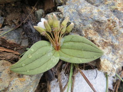 Claytonia obovata