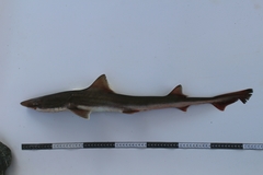 Mustelus henlei