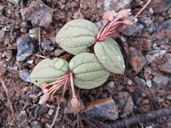 Claytonia obovata