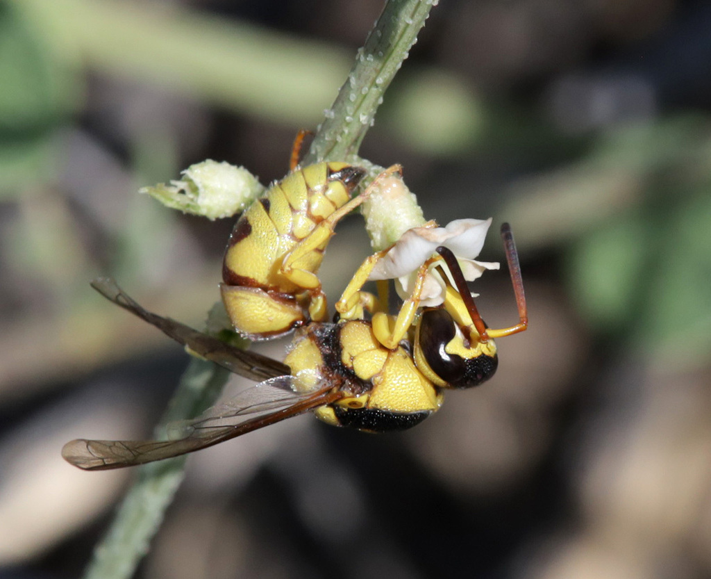 Euodynerus setosus