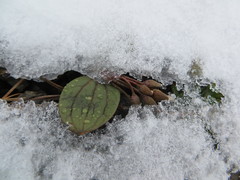 Claytonia obovata