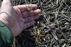 Dichanthelium acuminatum